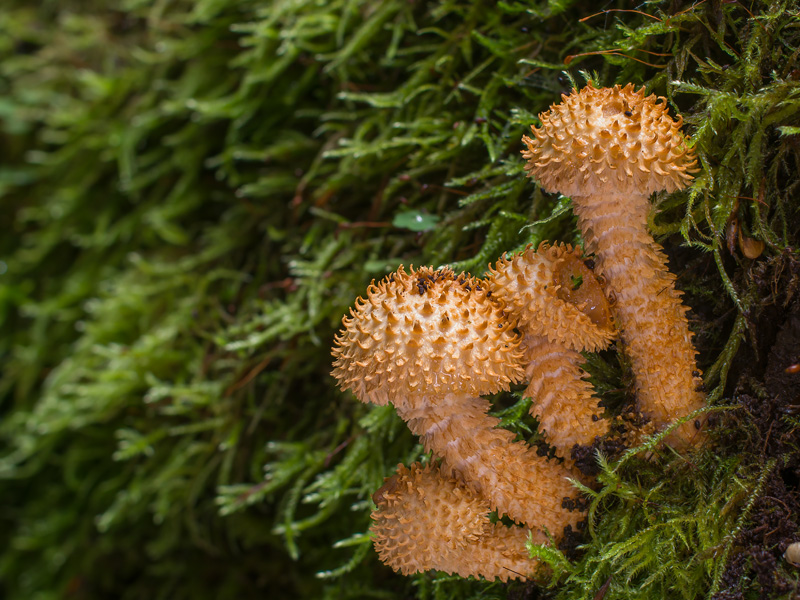 Pholiota squarrosoides